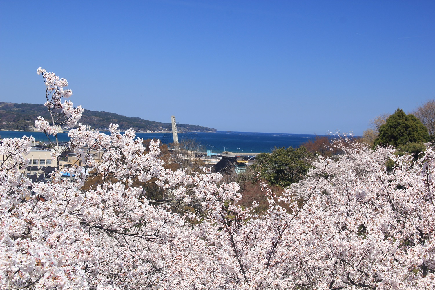 Asahiyama Park Cherry Blossoms